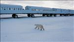 getting up close to a polar bear